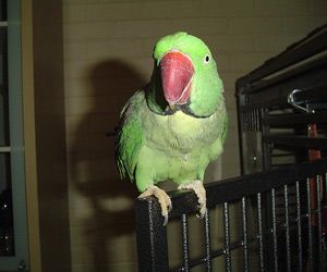 Олександрійський папуга - характеристика виду