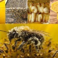 Allergiás a méz, pollen és egyéb méhészeti termékek (allergia) Allergiás a méz, pollen és egyéb méhészeti termékek