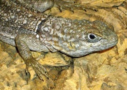 Alergii la reptile, alergii suspectate la reptile ale membrilor familiei, dermatită de șarpe iguana