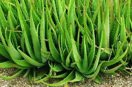Aloe vera proprietăți și cum să-l utilizați