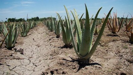 Aloe Vera - plante acasă