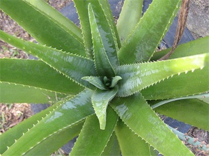 Aloe Vera - plante acasă