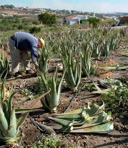 Aloe Vera - plante acasă