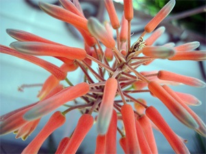 Aloe Vera - plante acasă