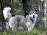 Alaamul Malamute