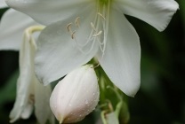 Amaryllis belladonna (belladonna) fotografie, descriere, floră otrăvitoare, plantare și creștere, în