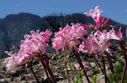 Amaryllis belladonna (belladonna) fotografie, descriere, floră otrăvitoare, plantare și creștere, în