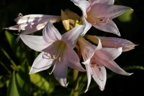 Amaryllis belladonna (nadragulya) fotó, leírás, mérgező virág, ültetés és termesztés