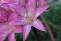 Амариліс беладона (belladonna) фото, опис, отруйний квітка, посадка і вирощування, в