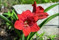 Amaryllis belladonna (nadragulya) fotó, leírás, mérgező virág, ültetés és termesztés