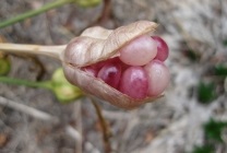 Amaryllis belladonna (belladonna) fotografie, descriere, floră otrăvitoare, plantare și creștere, în