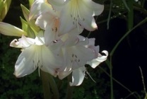 Amaryllis belladonna (belladonna) fotografie, descriere, floră otrăvitoare, plantare și creștere, în