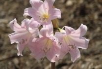 Амариліс беладона (belladonna) фото, опис, отруйний квітка, посадка і вирощування, в