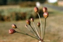 Амариліс беладона (belladonna) фото, опис, отруйний квітка, посадка і вирощування, в