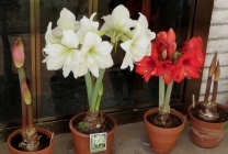 Amaryllis belladonna (belladonna) fotografie, descriere, floră otrăvitoare, plantare și creștere, în