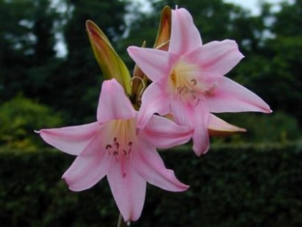 Amaryllis belladonna (nadragulya) fotó, leírás, mérgező virág, ültetés és termesztés