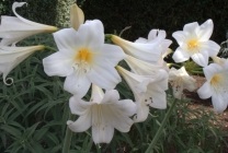 Amaryllis belladonna (belladonna) fotografie, descriere, floră otrăvitoare, plantare și creștere, în