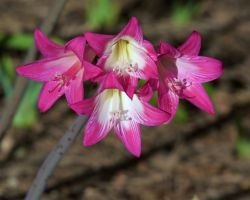 Amaryllis belladonna (nadragulya) fotó, leírás, mérgező virág, ültetés és termesztés