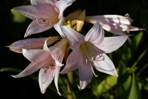 Amaryllis belladonna (belladonna) fotografie, descriere, floră otrăvitoare, plantare și creștere, în