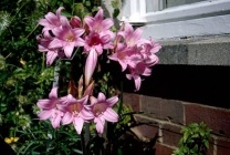 Amaryllis belladonna (belladonna) fotografie, descriere, floră otrăvitoare, plantare și creștere, în