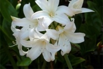 Amaryllis belladonna (belladonna) fotografie, descriere, floră otrăvitoare, plantare și creștere, în