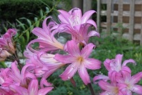 Amaryllis belladonna (belladonna) fotografie, descriere, floră otrăvitoare, plantare și creștere, în