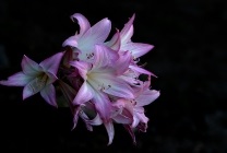 Amaryllis belladonna (nadragulya) fotó, leírás, mérgező virág, ültetés és termesztés
