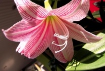 Amaryllis belladonna (nadragulya) fotó, leírás, mérgező virág, ültetés és termesztés