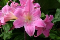 Amaryllis belladonna (belladonna) fotografie, descriere, floră otrăvitoare, plantare și creștere, în