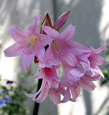 Amaryllis Belladonna Îngrijire și reproducere