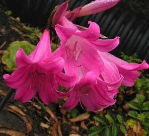 Amaryllis belladonna bewitches cu frumusețea ei