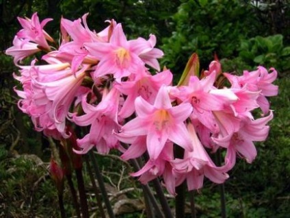 Amaryllis belladonna bewitches cu frumusețea ei