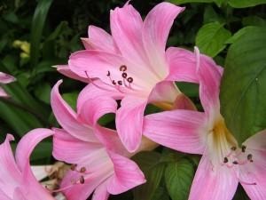 Amaryllis belladonna bewitches cu frumusețea ei