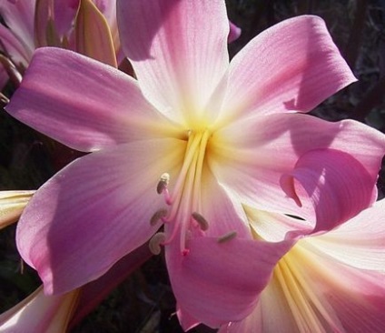 Amaryllis belladonna - bewitching romantic