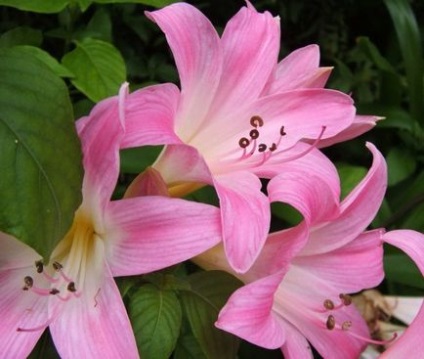 Amaryllis belladonna - bewitching romantic