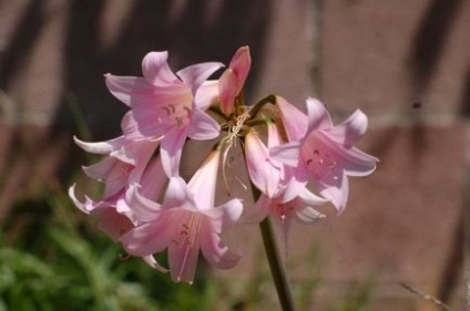 Amaryllis belladonna - bewitching romantic