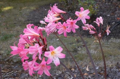 Îngrijirea Amaryllis acasă și în grădină