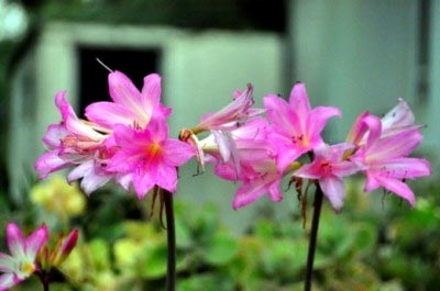 Îngrijirea Amaryllis acasă și în grădină