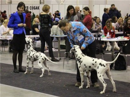 Cvorumul Amat Victoria - Dalmatinov kennel - pepiniere din regiune - pagina 11 din 11 - câini