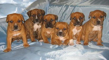 Amerikai Staffordshire Terrier