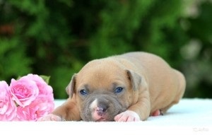 American Staffordshire Terrier fotografie și preț, rasă de câini, pui