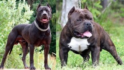 Amerikai Staffordshire Terrier fotó és az ár a kutya, kölykök