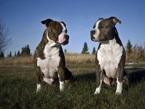 Американський стаффордширський тер'єр фото і ціна, порода собак, цуценята