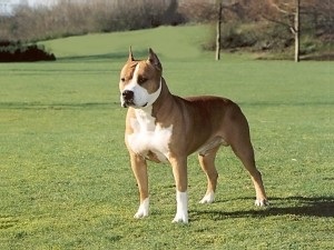 American Staffordshire Terrier fotografie și preț, rasă de câini, pui