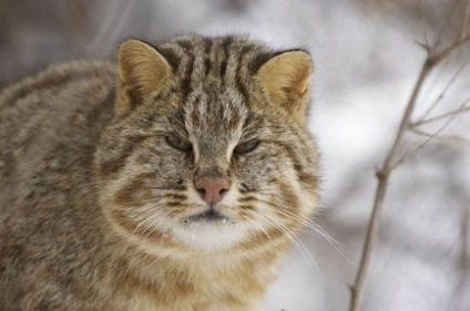 Pisica de pădure Amur este un mesaj; Amur pisică forestieră - descriere, habitat, obiceiuri