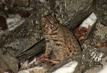 Амурський лісовий кіт - повідомлення; амурський лісовий кіт - опис, оточення, звички
