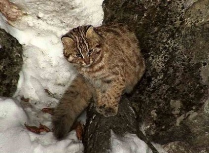 Амурський лісовий кіт - повідомлення; амурський лісовий кіт - опис, оточення, звички