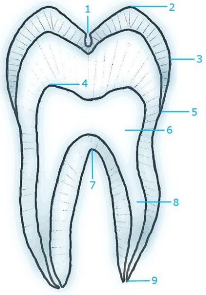 Structura anatomică a dintelui