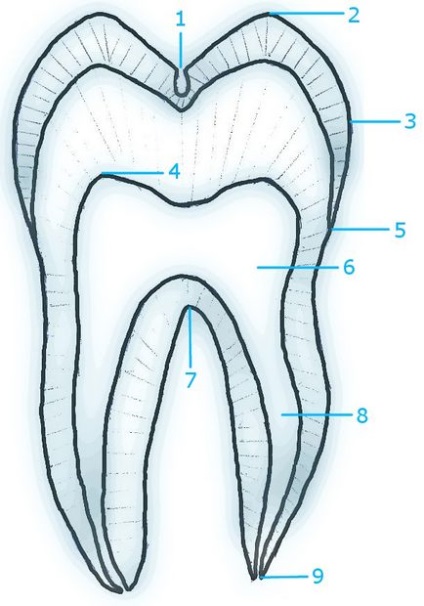 Анатомічна будова зуба