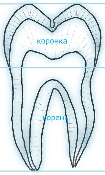 Анатомічна будова зуба